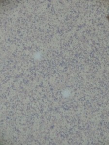 CIMG1359
