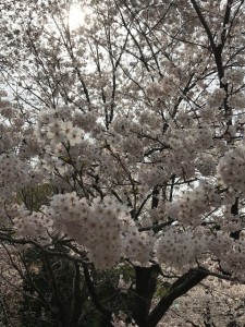 IMG_0931