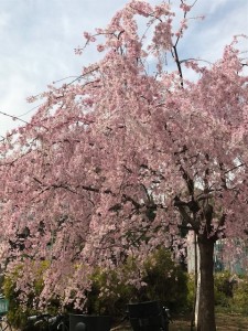IMG_0932