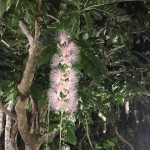 今の季節のお花で訪問着柄