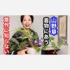 意外に知らない着物にあう草花の世界　山野草