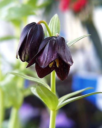 牛首紬草木染黒百合染め ベージュ | 最高級着物選びのお手伝い 牛首紬草木染黒百合染め ベージュ | 最高級着物選びのお手伝い